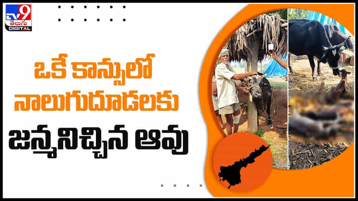 Cow: ఓకే కాన్సులో నాలుగుదూడలకు జన్మనించిన ఆవు.. ఏడు లక్షల ఆవుల్లో జరిగే అరుదైన సంఘటన. Cow: ఓకే కాన్సులో నాలుగుదూడలకు జన్మనించిన ఆవు.. ఏడు లక్షల ఆవుల్లో జరిగే అరుదైన సంఘటన.