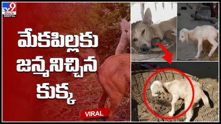 Dog - goat: మేకపిల్లకు జన్మనిచ్చిన కుక్క.. మేక అనుకొని ఇంటికితెచ్చుకున్న వ్యక్తి.. వీడియో. Dog - goat: మేకపిల్లకు జన్మనిచ్చిన కుక్క.. మేక అనుకొని ఇంటికితెచ్చుకున్న వ్యక్తి.. వీడియో.