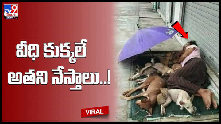 Man with street dogs: వీధి కుక్కలే నేస్తాలుగా పుట్పాత్పై నిద్రపోతున్న వ్యక్తి..! 24 క్యారెట్స్ గోల్డ్ అంటున్న నెటిజనం.. Man with street dogs: వీధి కుక్కలే నేస్తాలుగా పుట్పాత్పై నిద్రపోతున్న వ్యక్తి..! 24 క్యారెట్స్ గోల్డ్ అంటున్న నెటిజనం..