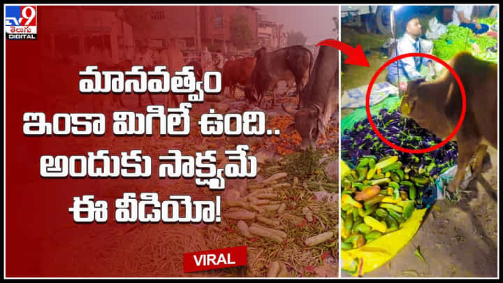 Cow - Vegetables: మానవత్వం ఇంకా మిగిలే ఉంది.. అందుకు సాక్ష్యమే ఈ వీడియో..! Cow - Vegetables: మానవత్వం ఇంకా మిగిలే ఉంది.. అందుకు సాక్ష్యమే ఈ వీడియో..!