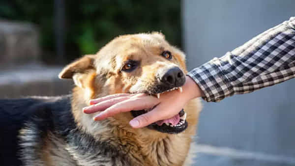Mongrel Menace: ప్రేమిస్తే సరిపోదు బాధ్యత కూడా ఉండాలి.. పెంపుడు కుక్క కరిస్తే పదివేలు ఫైన్.. ఎక్కడంటే