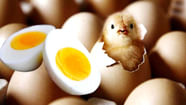 Is Egg Veg Or Non Veg 