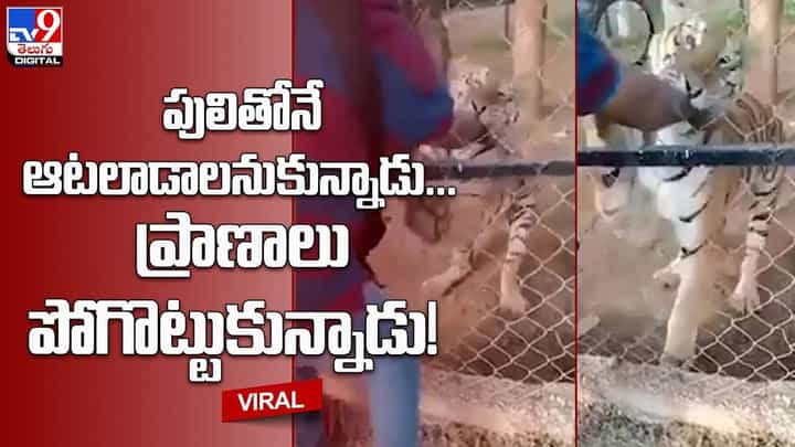 పులితోనే ఆటలాడాలనుకున్నాడు...ప్రాణాలు పోగొట్టుకున్నాడు! పులితోనే ఆటలాడాలనుకున్నాడు...ప్రాణాలు పోగొట్టుకున్నాడు!