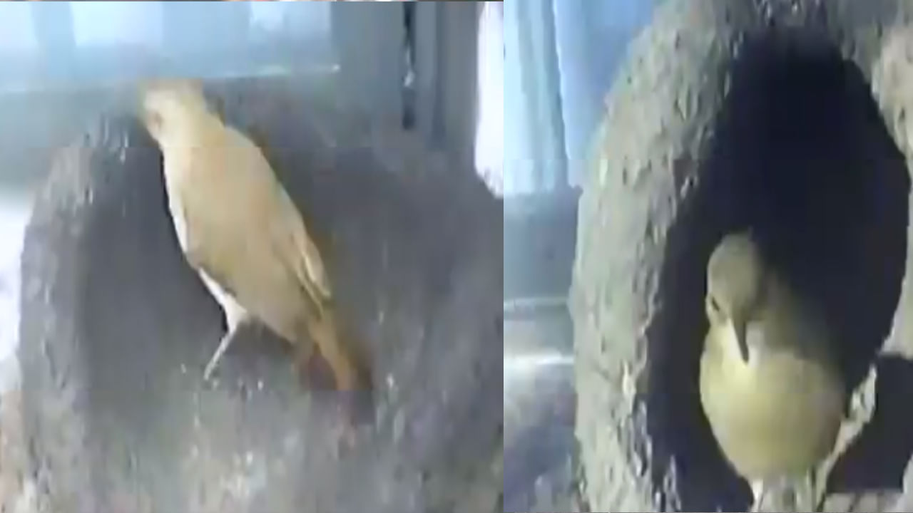 Bird Video: రూటు మార్చిన పక్షులు.. వీటి తెలివికి ఇంజినీర్లు సైతం నోరెళ్లబెట్టాల్సిందే..