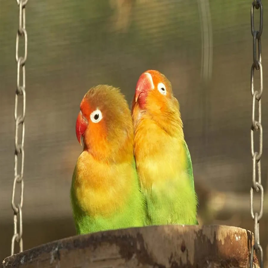 Birds Divorce 4