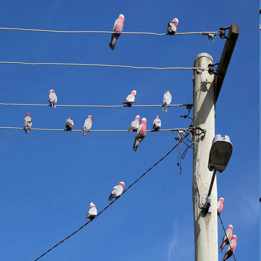 Birds On Power Lines 3