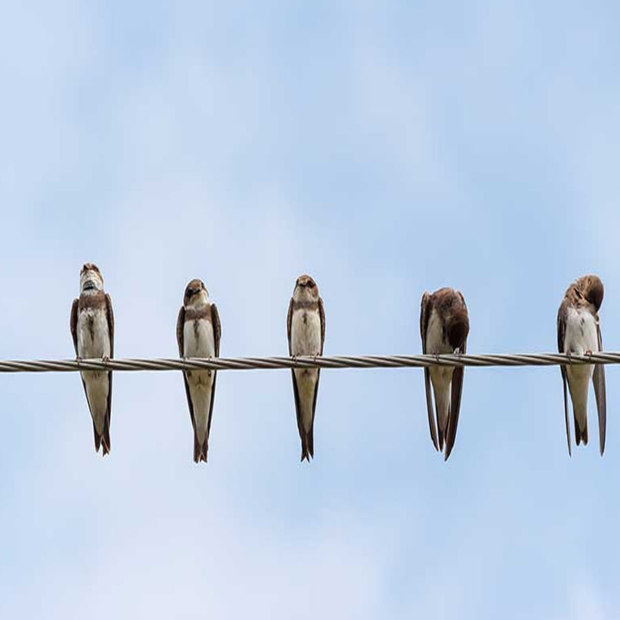 Birds On Power Lines 4
