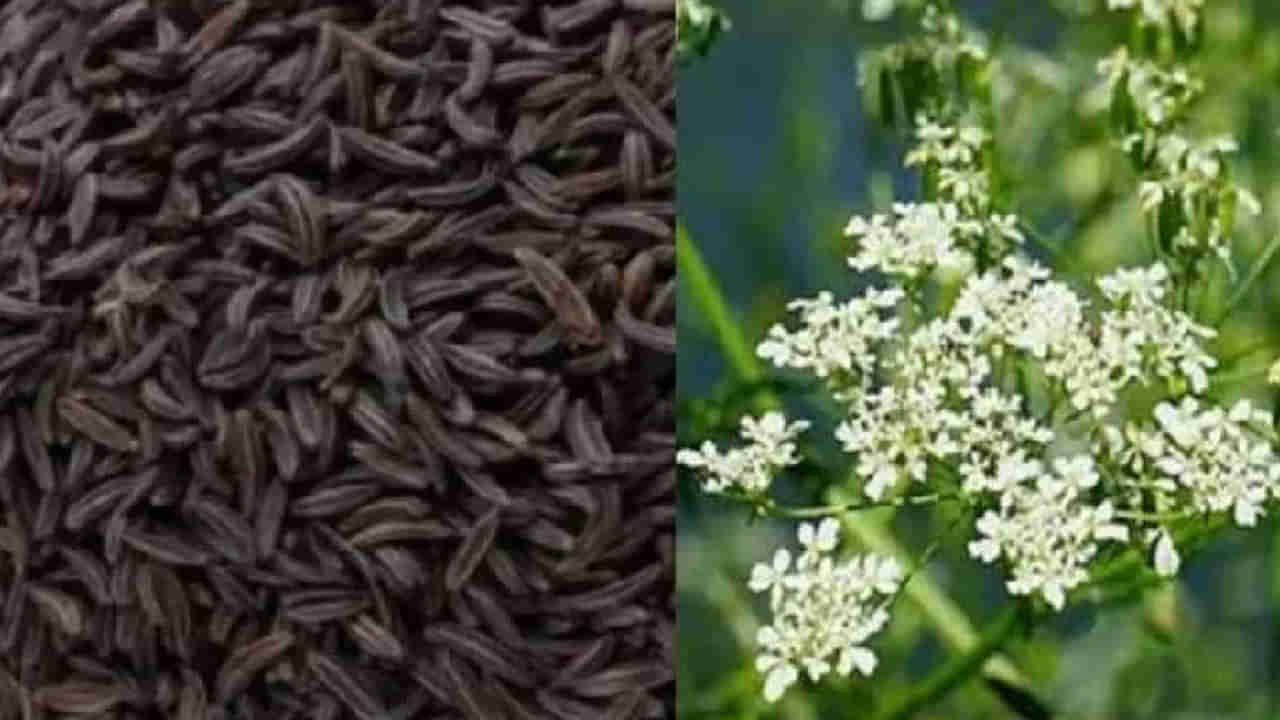 Black Cumin: నల్ల జీలకర్రను ఇలా తీసుకుంటే బోలెడు ఆరోగ్య ప్రయోజాలు.. అధిక బరువు సైతం మాయం..