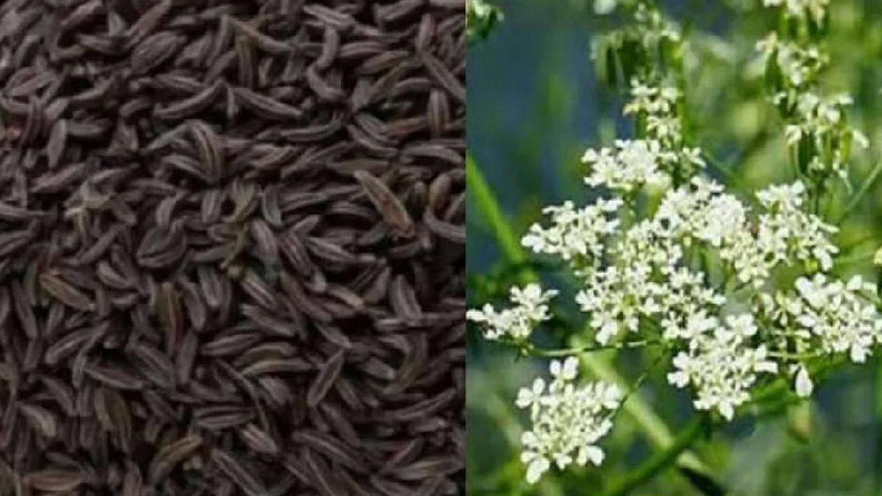 Black Cumin: నల్ల జీలకర్రను ఇలా తీసుకుంటే బోలెడు ఆరోగ్య ప్రయోజాలు.. అధిక బరువు సైతం మాయం..