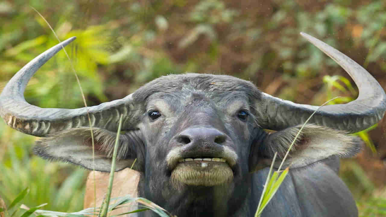 Buffalo Died: హెలికాప్టర్ శబ్దం కారణంగా నా గేదె చనిపోయింది..  పైలట్‌పై ఫిర్యాదు చేసిన రైతు..