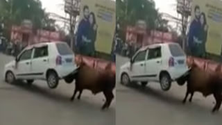 Watch Video: జాన్ సీనా 2.O.. కుక్క- పిల్లి మధ్యలో భీకర పోరు.. గెలుపెవరిదో అస్సలు ఊహించలేరు..