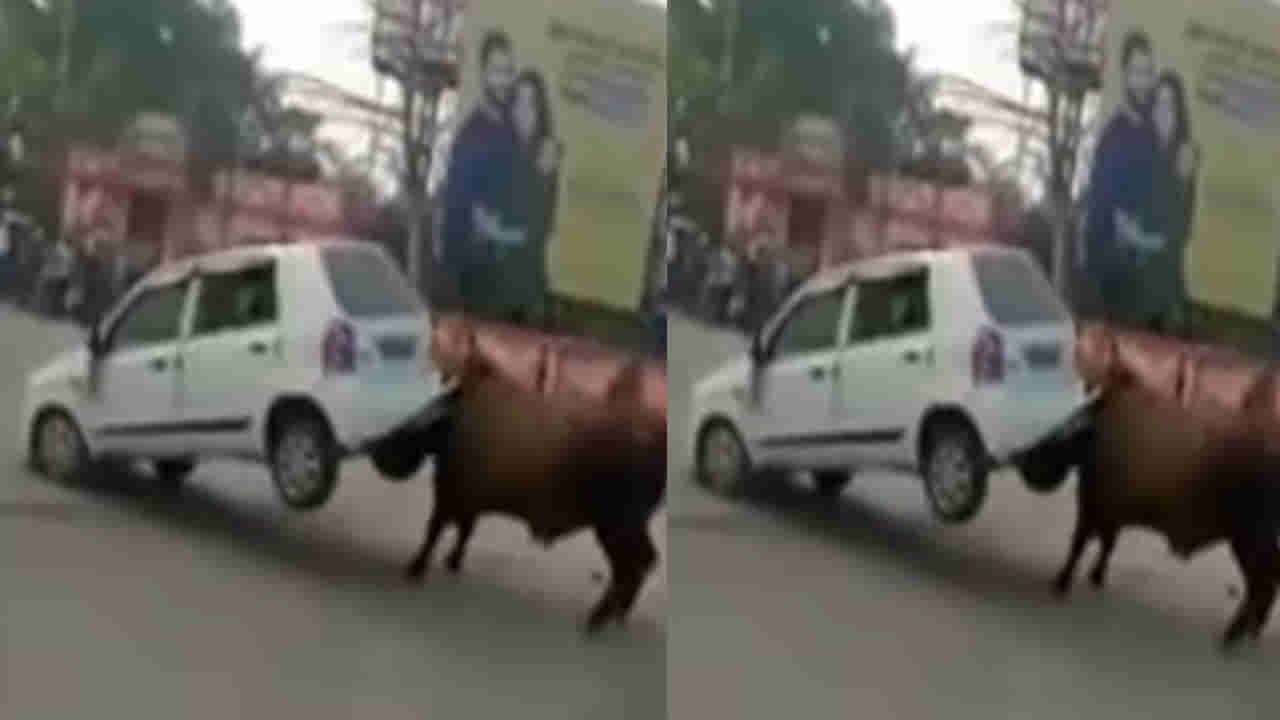 బాహుబలి ఎద్దే అనుకుంటే ఇది దాన్నే మించిపోయింది.. ఏకంగా రోడ్డుపై ఆపి ఉన్న కారునే..