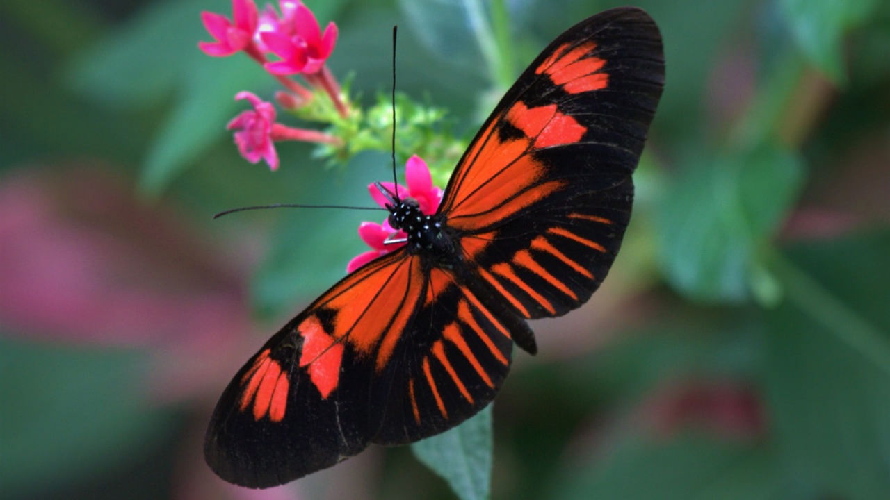 Butterfly: సీతాకోక చిలుకలు కన్నీళ్లు తాగుతాయట.. కారణం ఏంటో తెలుసా..?