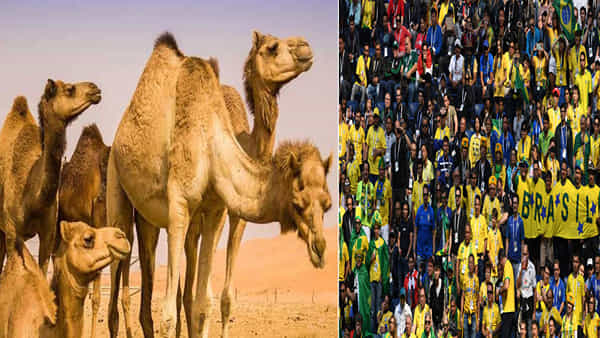 Camel flu: ఫిఫా వరల్డ్ కప్ ఫ్యాన్స్ను హడలెత్తిస్తోన్న మరో ఫ్లూ.. ప్రపంచ ఆరోగ్య సంస్థ హెచ్చరికలు జారీ..