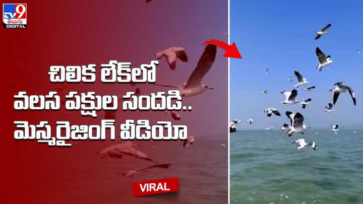 Chilika Lake: చిలిక లేక్లో వలస పక్షుల సందడి .. మెస్మరైజింగ్ వీడియో Chilika Lake: చిలిక లేక్లో వలస పక్షుల సందడి .. మెస్మరైజింగ్ వీడియో