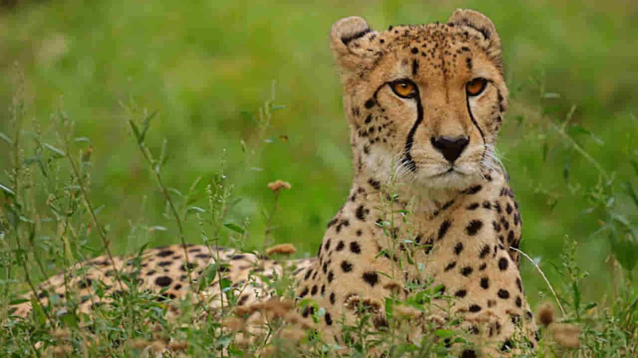 Viral video : నీదైర్యానికి దండం పెట్టాలి తల్లి.. చిరుతను ముద్దాడిన యువతి.. దాని రియాక్షన్ ఏంటంటే