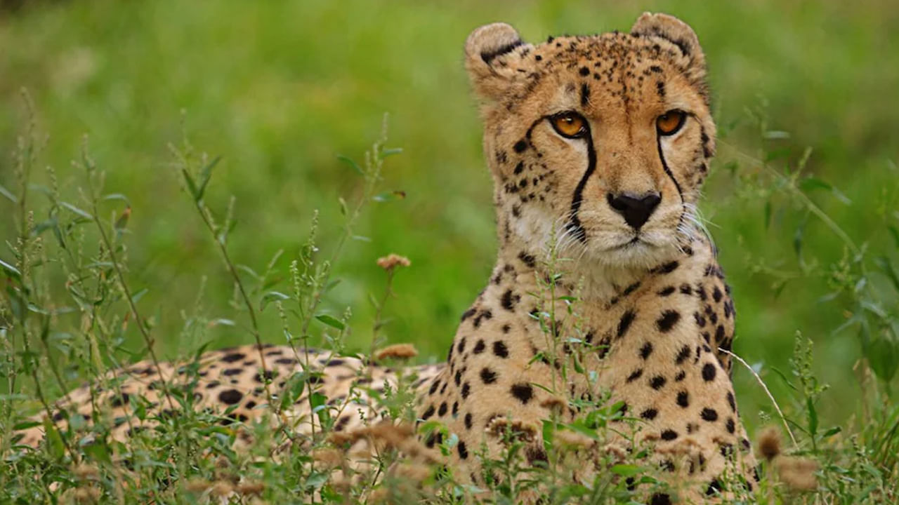 Viral video : నీదైర్యానికి దండం పెట్టాలి తల్లి.. చిరుతను ముద్దాడిన యువతి.. దాని రియాక్షన్ ఏంటంటే