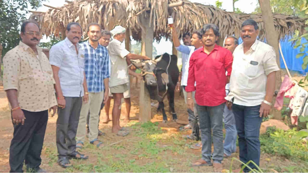 Shocking: ఏడు లక్షల ఆవుల్లో ఒక ఆవుకు మాత్రమే జరిగే అరుదైన ఘటన.. అది కూడా ఏపీలోనే వెలుగుచూసిన వైనం..