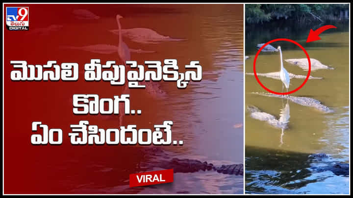 Crocodile-Crane: మొసలి వీపునెక్కి కొంగ స్వారీ.. కొలనులో బోటు షికారులా ఎంజాయ్ చేస్తున్న కొంగ.. Crocodile-Crane: మొసలి వీపునెక్కి కొంగ స్వారీ.. కొలనులో బోటు షికారులా ఎంజాయ్ చేస్తున్న కొంగ..