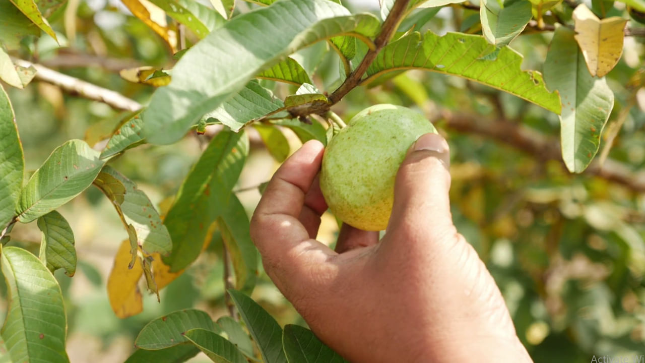 దారుణం.. జామకాయ కోశాడని యువకుడిని చితకబాదారు, ఆస్పత్రికి చేరుకునే లోపే..
