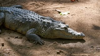 Oldmonk Rum Tea: ఇదో వెరైటీ టీ.. ఓల్డ్‌మంక్‌తో గరం గరం తందూరీ ఛాయ్‌.. లొట్టలేసుకుంటూ తాగేస్తున్న జనం..