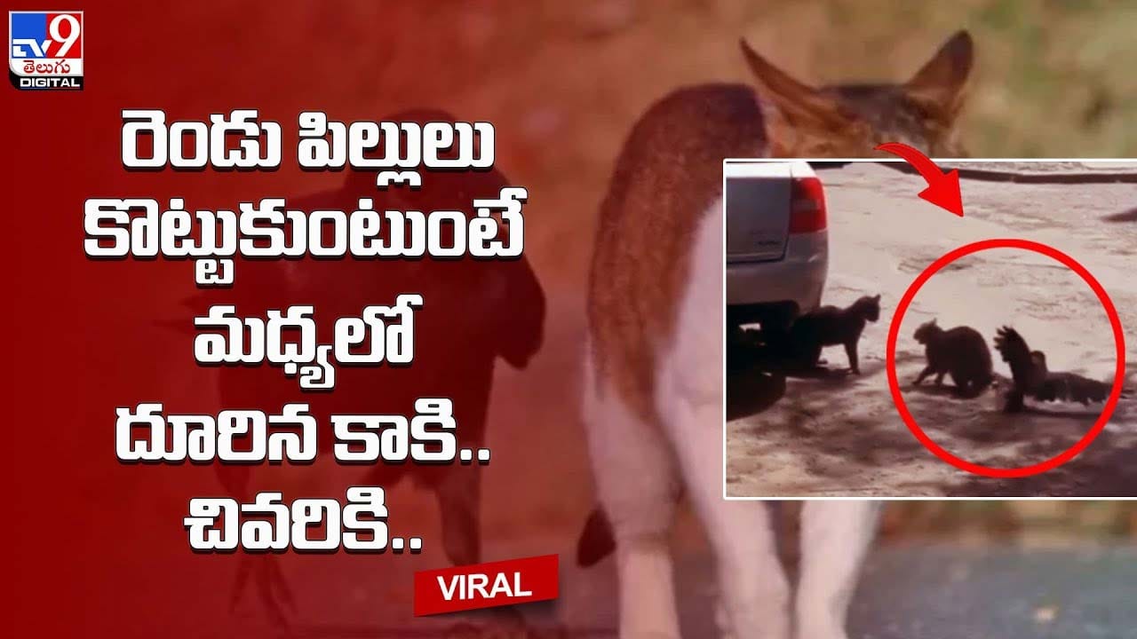 రెండు పిల్లులు కొట్టుకుంటుంటే మధ్యలో దూరిన కాకి.. చివరికి ??