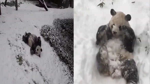 Cute panda: మంచు కురిసేవేళలో.. మురిసిన పాండా మనసు.. క్యూట్ పాండా ఆటలకు నెటిజన్లు ఫిదా..