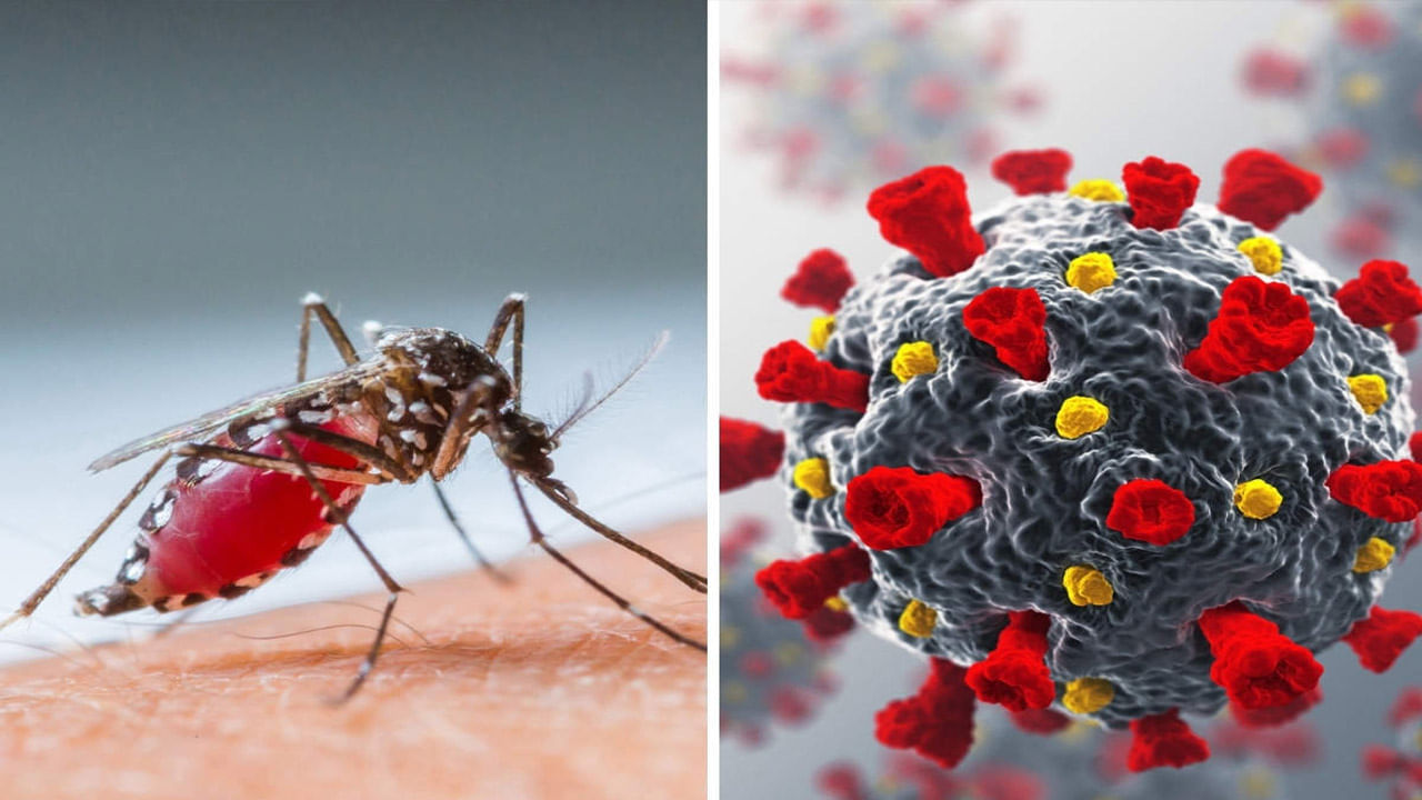 Covid-Dengue: డెంగ్యూ-కోవిడ్‌ వ్యాప్తి.. రెండింటి లక్షణాలు, వైరస్‌ను గుర్తించడం ఎలా..?