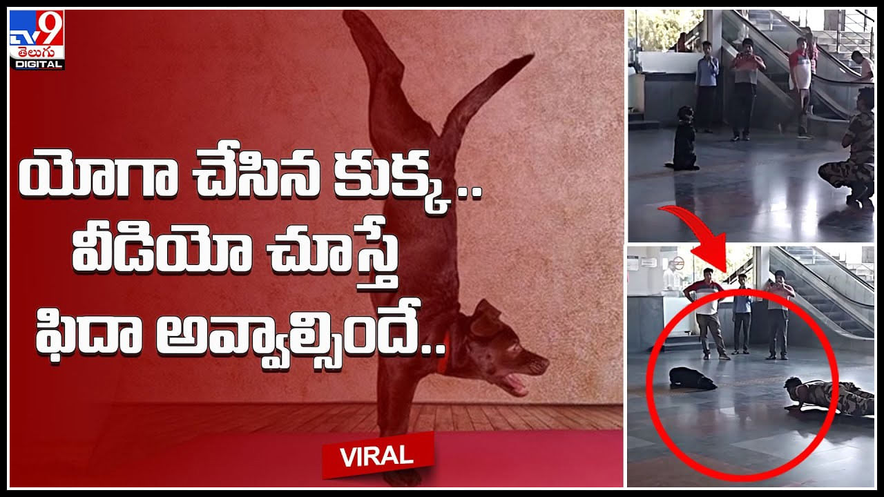 Dog Yoga Video: యోగా చేసిన కుక్క .. వీడియో చూస్తే ఫిదా అవ్వాల్సిందే..! ఎంత క్యూట్ గా చేస్తుందో..