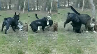 Watch Video: కదులుతున్న బస్సును తలతో ఢీకొట్టిన యువకుడు.. అతను చెప్పిన కారణమేంటో తెలిస్తే..