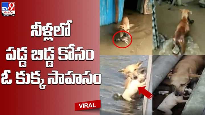 నీళ్లలో పడ్డ బిడ్డ కోసం ఓ కుక్క సాహసం.. నెట్టింట వీడియో వైరల్ నీళ్లలో పడ్డ బిడ్డ కోసం ఓ కుక్క సాహసం.. నెట్టింట వీడియో వైరల్