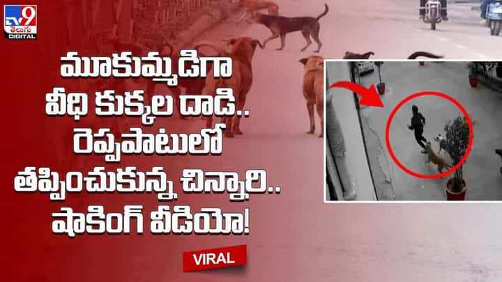 మూకుమ్మడిగా వీధి కుక్కల దాడి.. రెప్పపాటులో తప్పించుకున్న చిన్నారి.. షాకింగ్ వీడియో !! మూకుమ్మడిగా వీధి కుక్కల దాడి.. రెప్పపాటులో తప్పించుకున్న చిన్నారి.. షాకింగ్ వీడియో !!