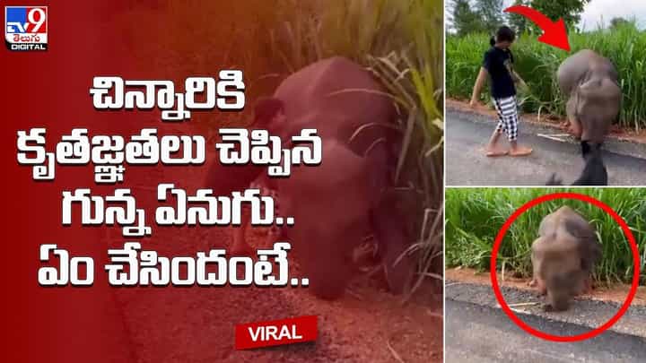 చిన్నారికి కృతజ్ఞతలు చెప్పిన గున్న ఏనుగు.. ఏం చేసిందంటే ?? చిన్నారికి కృతజ్ఞతలు చెప్పిన గున్న ఏనుగు.. ఏం చేసిందంటే ??