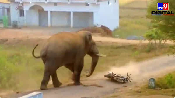 Elephant: ప్లాటినా బైక్ను ఫుట్బాల్లా ఆడుకున్న గజరాజు.. అమాంతం గాల్లోకి ఎగరేసి..