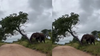 Little girl Cute Video: హో సో క్యూట్‌ గర్ల్‌.. స్కూలుకి వెళ్తూ ఏం చేసిందో చూడండి..! వీడియో అంటే ఇది..