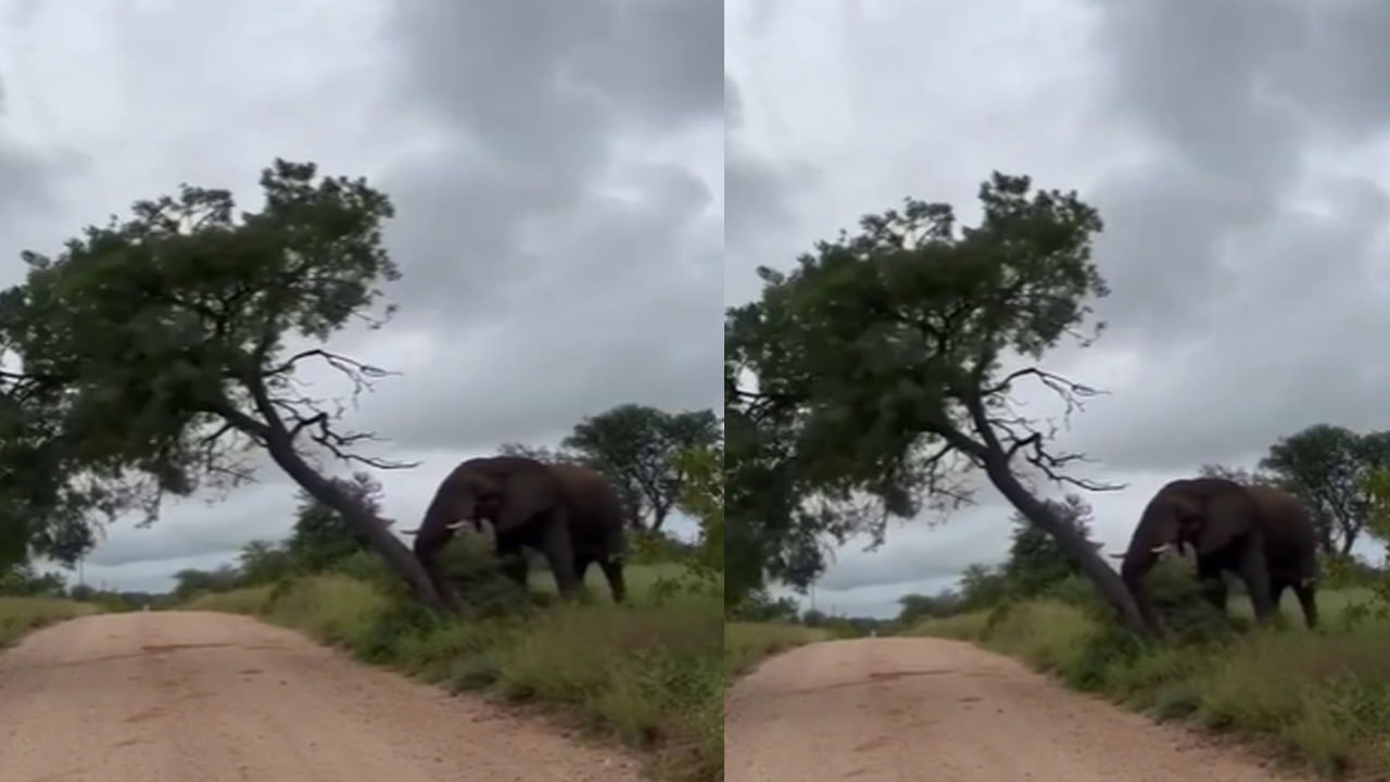 Elephant Video: దురద వస్తే ఇలా మాత్రం చేయకండి.. నవ్వు తెప్పిస్తున్న ఏనుగు వీడియో..