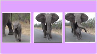 Watch Video: మీరంతా ఎక్కడినుంచి వస్తారమ్మా..! దేశీ స్టైల్‌లో స్కూటీని ఆపబోయిన అమ్మాయి.. కట్ చేస్తే..