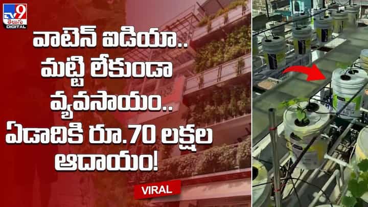 వాటెన్ ఐడియా.. మట్టి లేకుండా వ్యవసాయం.. ఏడాదికి రూ.70 లక్షల ఆదాయం! వాటెన్ ఐడియా.. మట్టి లేకుండా వ్యవసాయం.. ఏడాదికి రూ.70 లక్షల ఆదాయం!