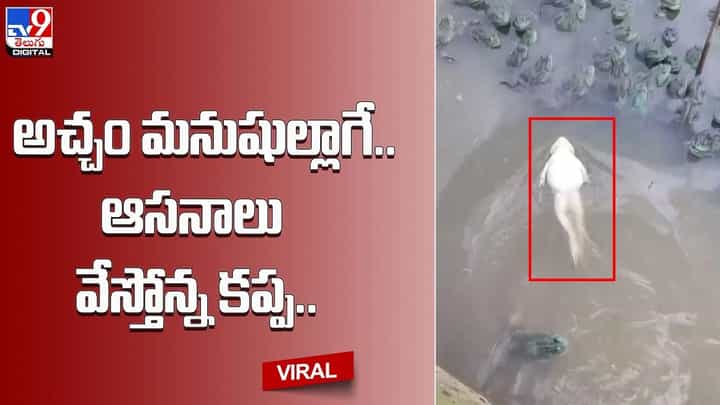 Frog: అచ్చం మనుషుల్లాగే.. ఆసనాలు వేస్తోన్న కప్ప.. Frog: అచ్చం మనుషుల్లాగే.. ఆసనాలు వేస్తోన్న కప్ప..