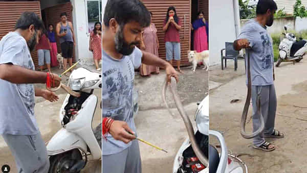 King Cobra: స్కూటర్లోకి దూరి బుసలు కొట్టిన నాగుపాము.. ఎలా బయటకు తీశాడో చూస్తే వణుకే పుట్టాల్సిందే
