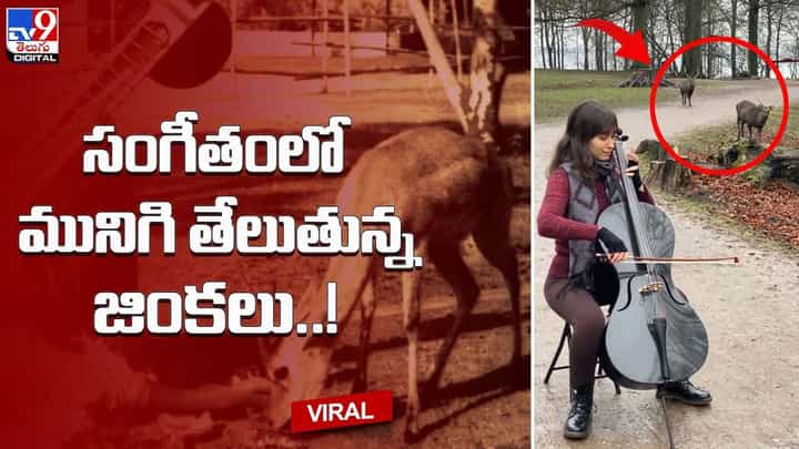అడవిలో వయెలిన్ వాయిస్తున్న యువతి !! సంగీతంలో మునిగి తేలుతున్న జింకలు !! అడవిలో వయెలిన్ వాయిస్తున్న యువతి !! సంగీతంలో మునిగి తేలుతున్న జింకలు !!