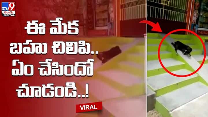 జారుడు బల్ల ఆడుతున్న మేక !! నెట్టింట వైరల్ అవుతున్న ఫన్నీ వీడియో జారుడు బల్ల ఆడుతున్న మేక !! నెట్టింట వైరల్ అవుతున్న ఫన్నీ వీడియో