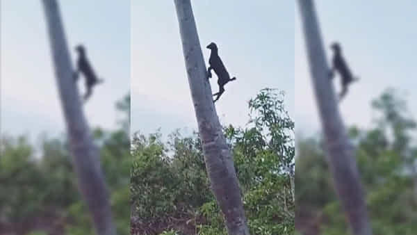 Goat Video: గ్రావిటీకే పెను సవాల్.. తాటిచెట్టు ఎక్కిన మేక.. వీడియో చూస్తే నోరెళ్లబెట్టాల్సిందే..