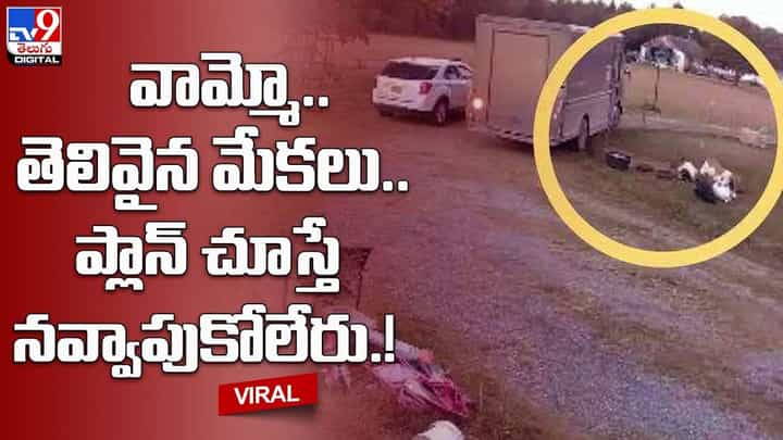 వామ్మో.. తెలివైన మేకలు.. ప్లాన్ చూస్తే నవ్వాపుకోలేరు !! వామ్మో.. తెలివైన మేకలు.. ప్లాన్ చూస్తే నవ్వాపుకోలేరు !!