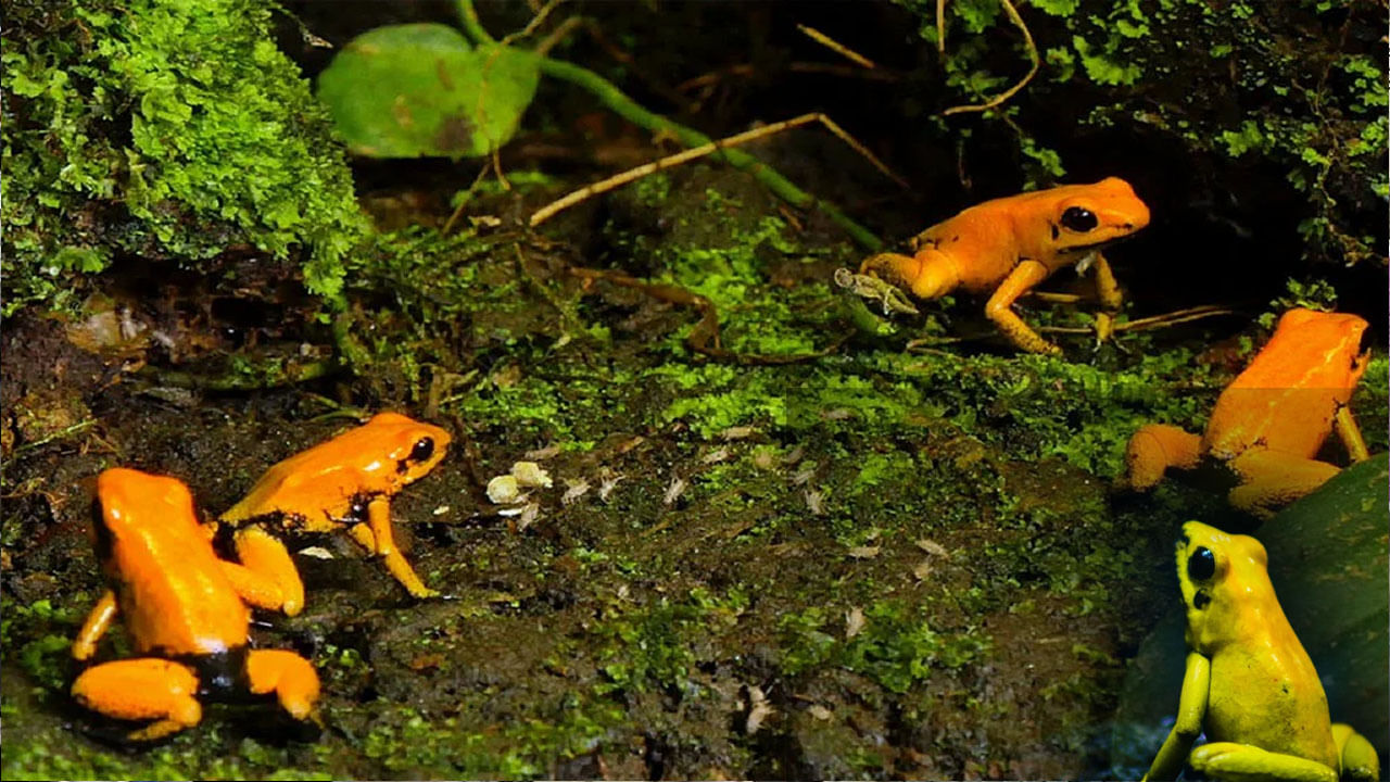 Golden Poison Frog: మనుషులను చంపే కప్పలను మీరెప్పుడైనా చూశారా..? ఒకేసారి 10 మందిని చంపగలవు