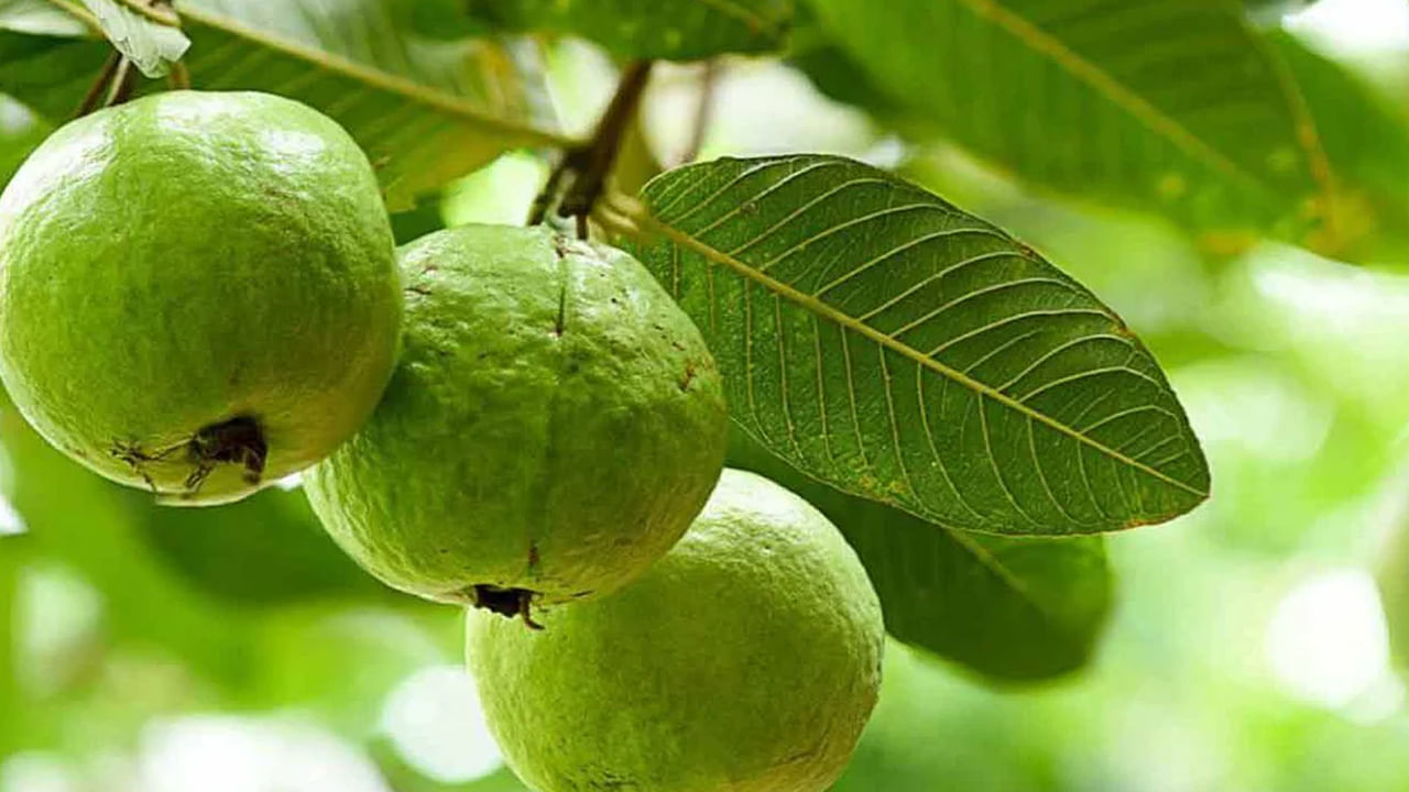 Guava Leaves: ఆకుల్లో ఔషధం.. జామ ఆకులు తీసుకోవడం వల్ల కలిగే లాభాలు ఏంటో తెలుసా..