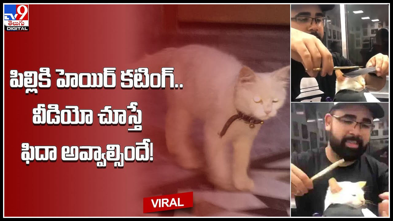 Hair Cutting for Cat పిల్లికి హెయిర్ కటింగ్.. వీడియో చూస్తే ఫిదా