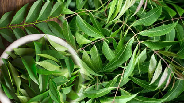 Health Tips: ఈ ఆకులు ఆరోగ్యానికి దివ్య ఔషదాలు.. రోజుతింటే ఆ సమస్యలు దరిచేరవట..