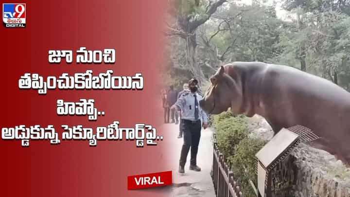 జూ నుంచి తప్పించుకోబోయిన హిప్పో !! అడ్డుకున్న సెక్యూరిటీగార్డ్పై.. జూ నుంచి తప్పించుకోబోయిన హిప్పో !! అడ్డుకున్న సెక్యూరిటీగార్డ్పై..