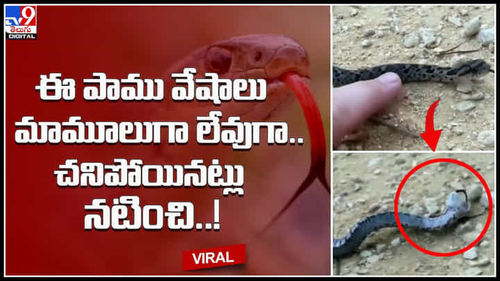 Hognose snake: పాముల ప్రపంచానికి డ్రామా రాణి.. ఈ పాము వేషాలు మామూలుగా లేవుగా.. చనిపోయినట్లు నటించి.. Hognose snake: పాముల ప్రపంచానికి డ్రామా రాణి.. ఈ పాము వేషాలు మామూలుగా లేవుగా.. చనిపోయినట్లు నటించి..